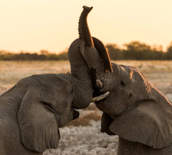 3-Days Safari Mikumi National Park Journey into Tanzania's Wildlife Haven