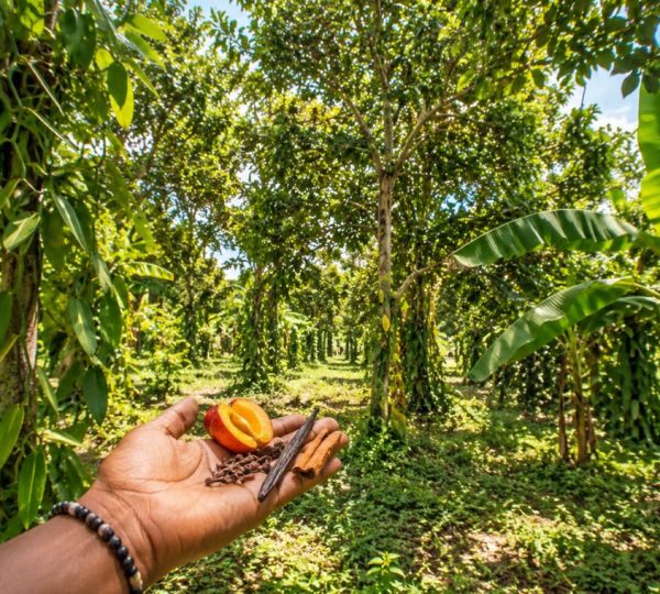 Spice Farm Walking Tour 2026: Taste, Touch & Smell Zanzibar