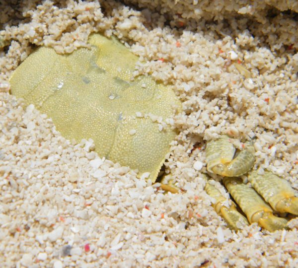 Nakupenda sandbank with Snorkeling + Seafood Lunch
