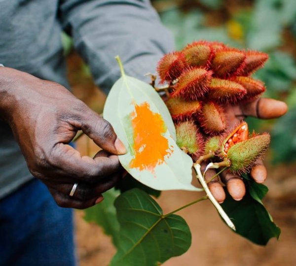 Jozani Forest, Salaam Cave and Mtende Beach