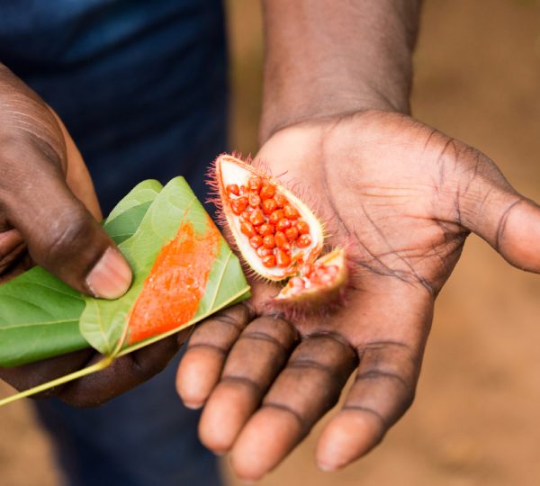 spice farm and jozani forest tour