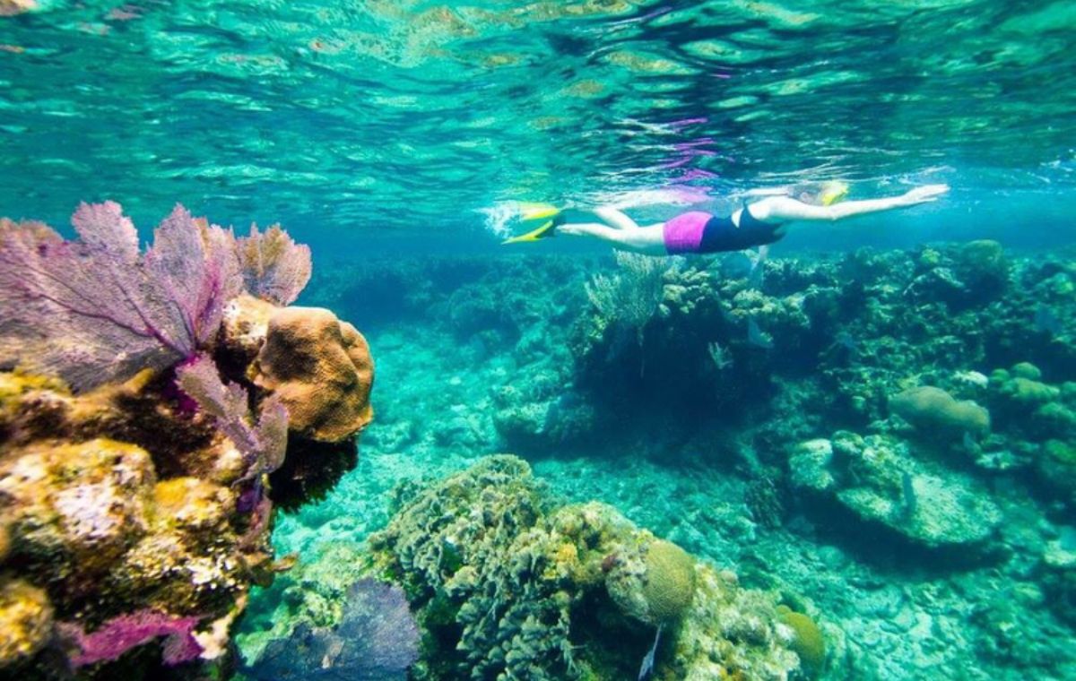Mnemba Snorkeling, Aquarium Reef & Sunset Beach Full-Day Tour