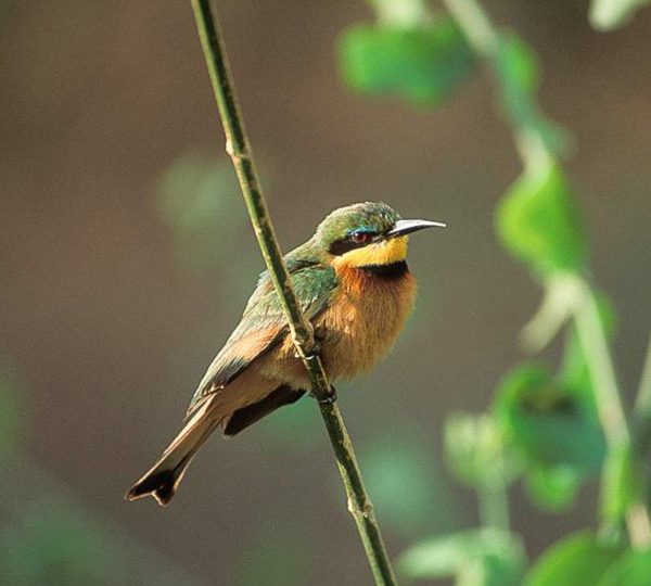 Jozani Forest, Salaam Cave and Mtende Beach