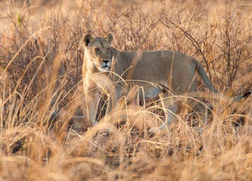 1-Day Zanzibari Mikumi Fly in Safari Experience