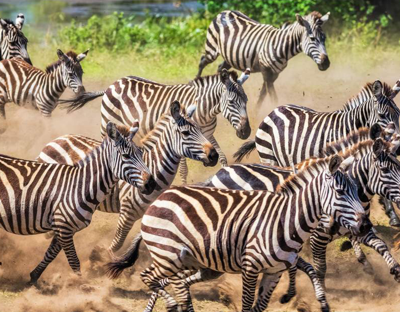 3-Day Private Safari Serengeti Ngorongoro - Midrange