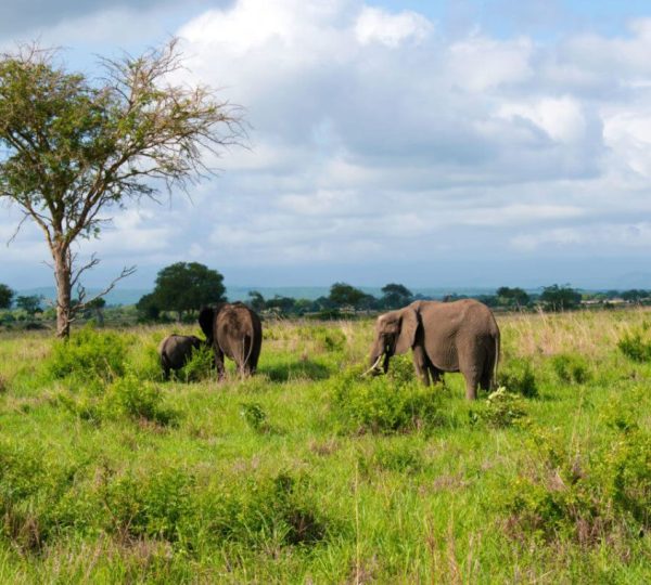 Mikumi National Park Tanzania Safari with Elephant encounter