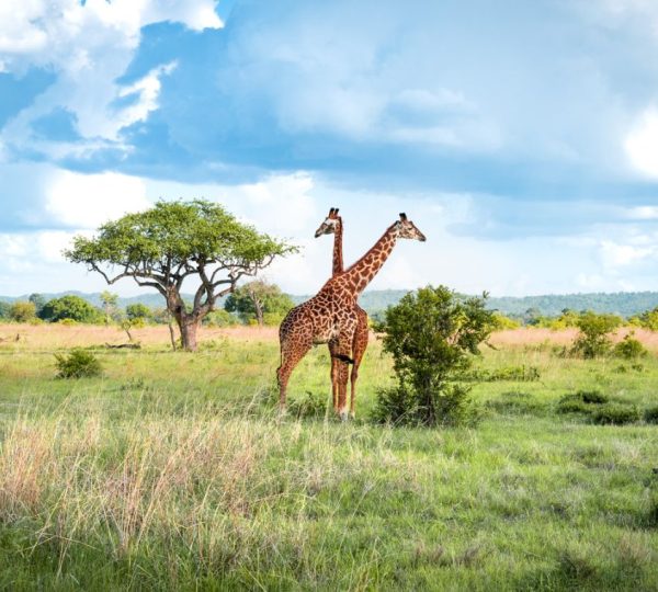 1-Day Mikumi Fly-In Safari from Zanzibar: A Full Day of Big Game in the Wild