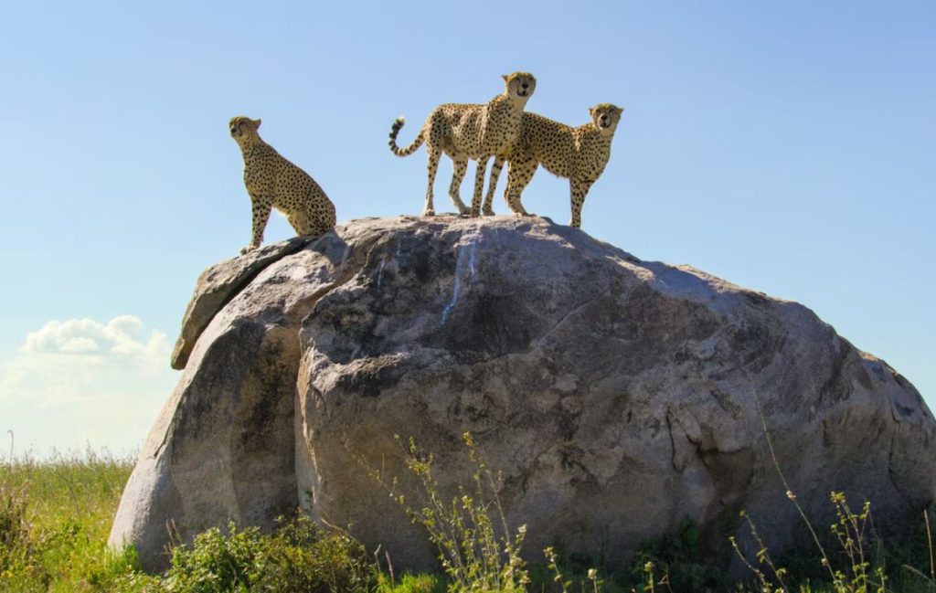 Serengeti National Park - Serengeti Safari Package