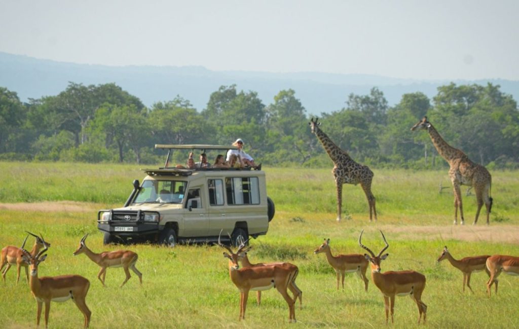 Mikumi Day Trip Tanzania Package