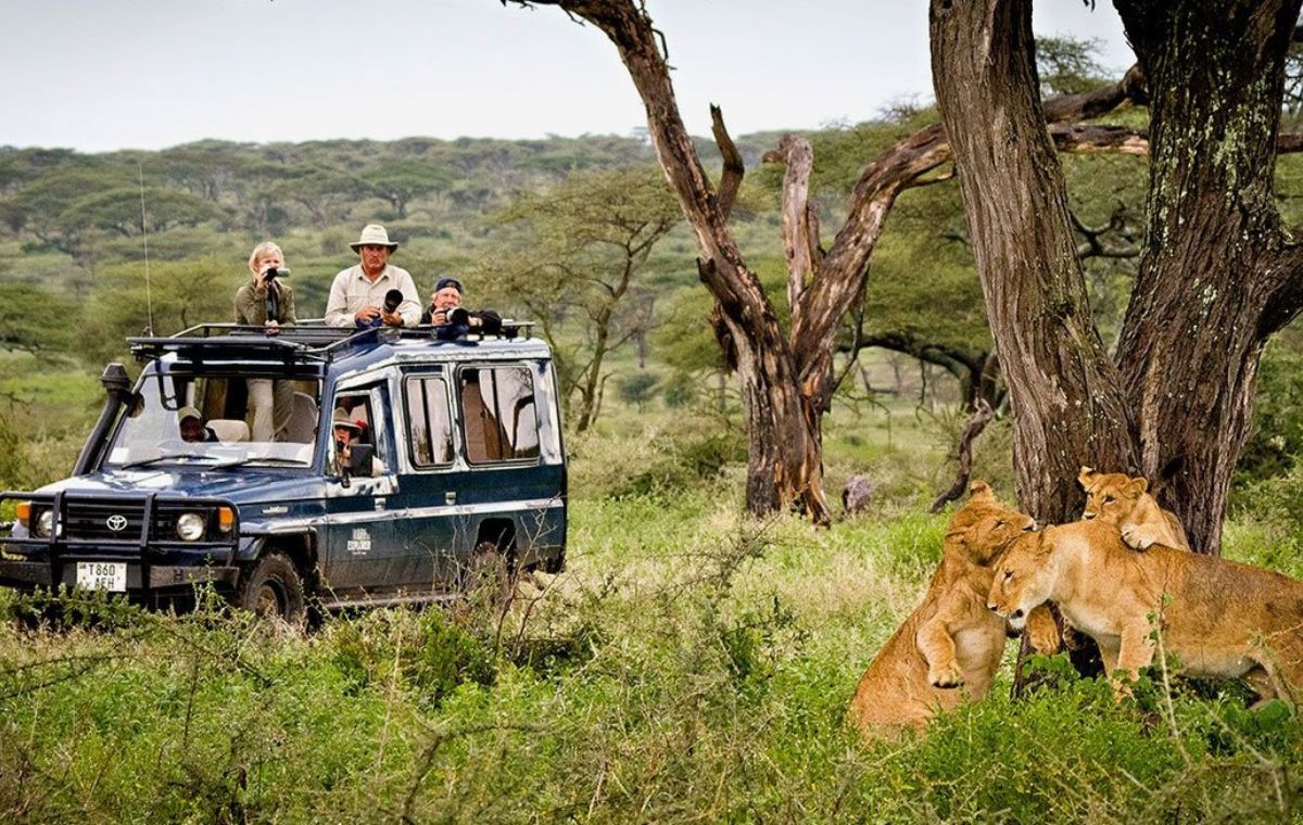 Giraffes on Mikumi National Park's open plains during a private game drive