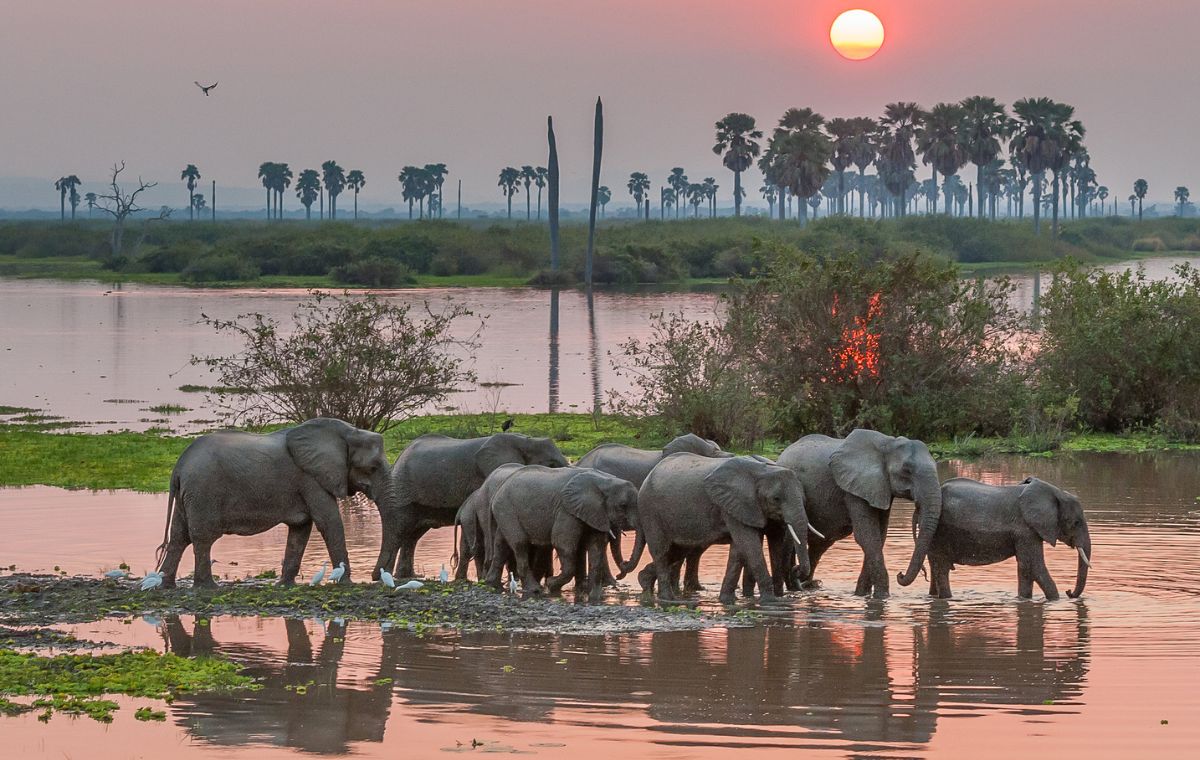 Elephant herd along the Rufiji River floodplain in Nyerere National Park