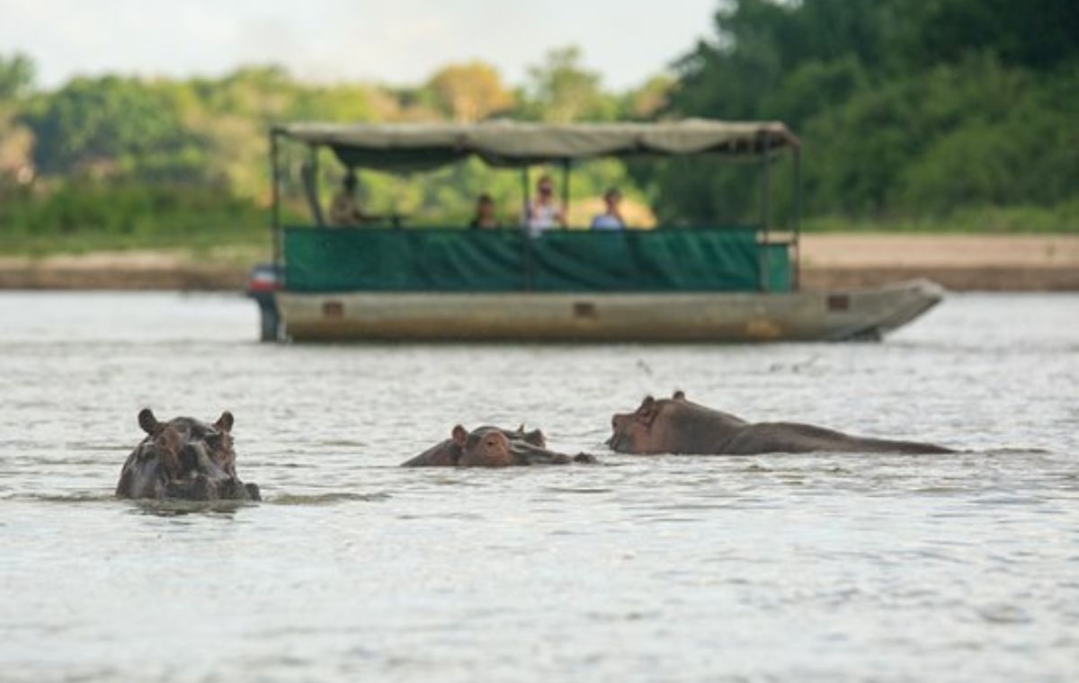 Boat safari on the Rufiji River with hippos in Nyerere National Park