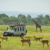 Mikumi vs Serengeti Safari from Zanzibar