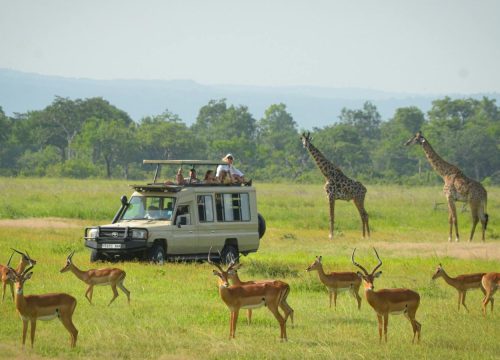 Mikumi vs Serengeti Safari: Which One Actually Deserves Your Days in 2026?