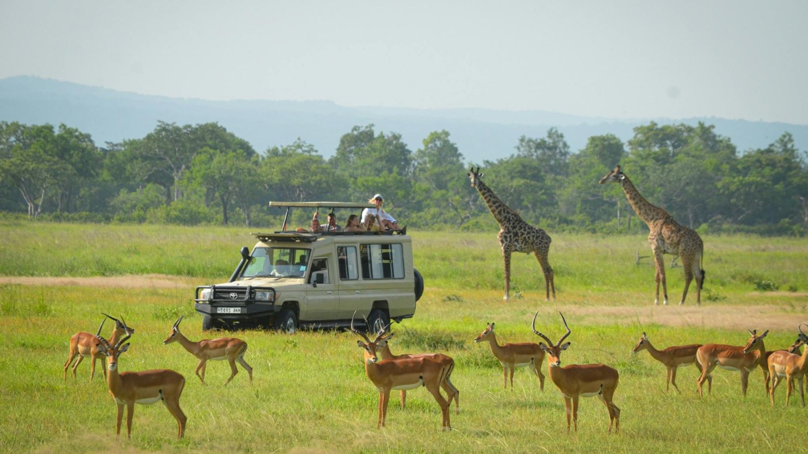 Mikumi vs Serengeti Safari from Zanzibar