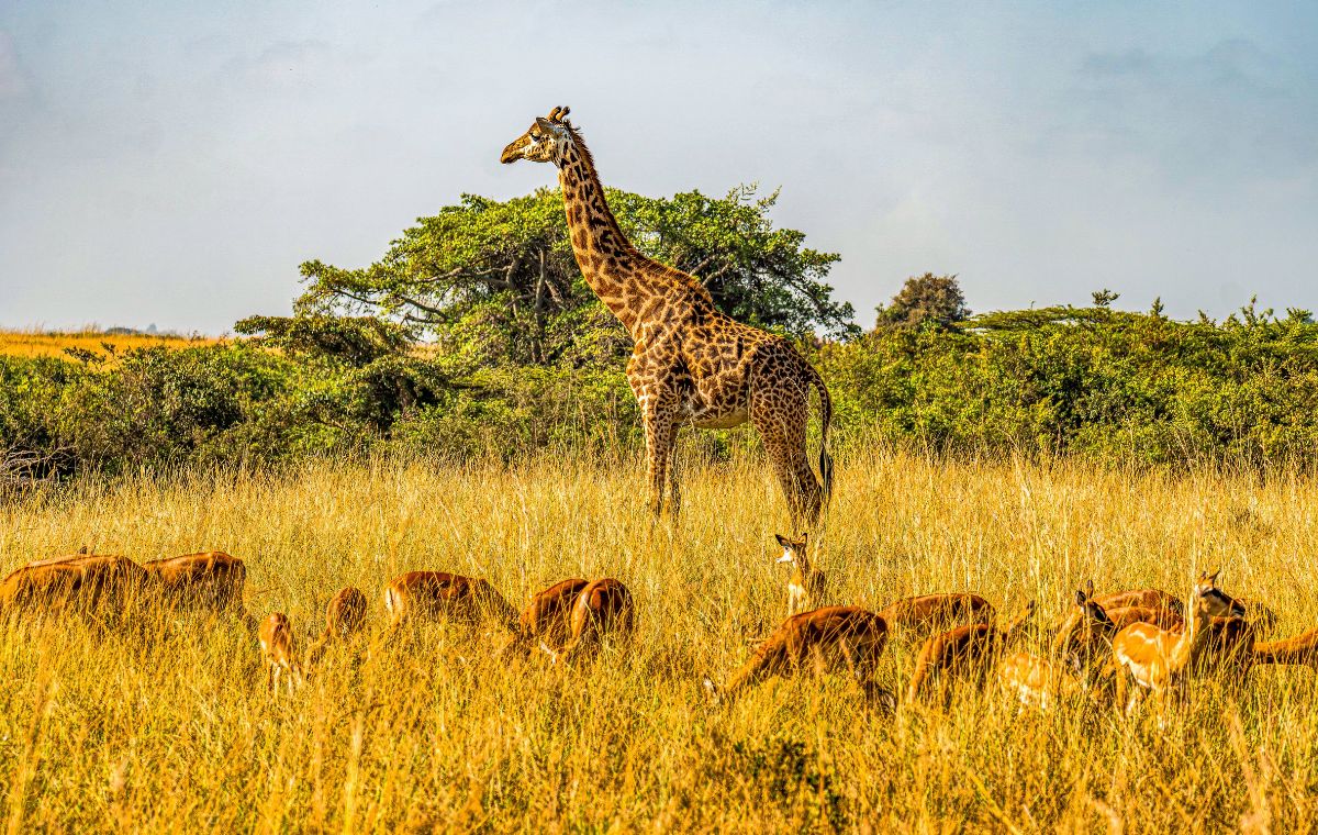 Custom Nyerere National Park safari itinerary planned around your dates