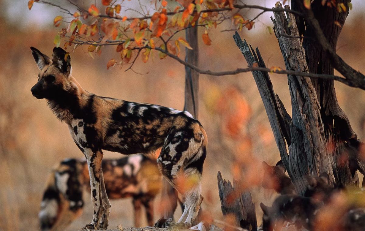 Untouched wilderness camp setting inside Nyerere National Park, home to African wild dogs