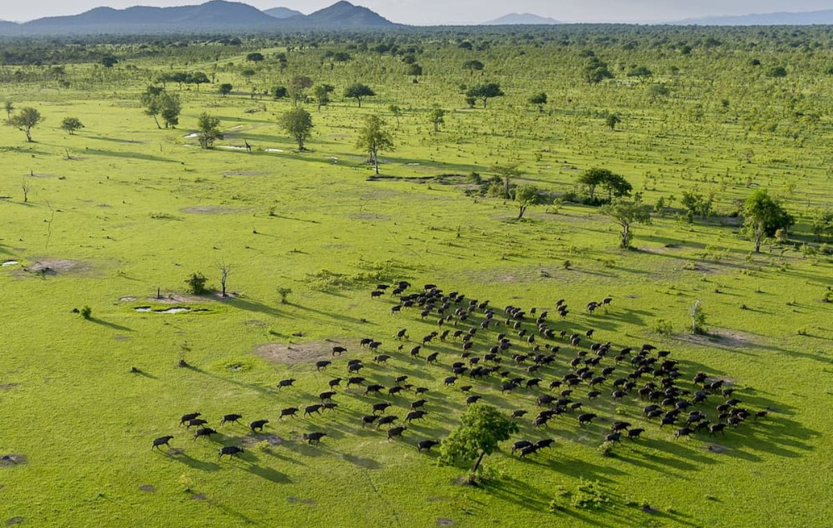 Wide open plains and woodland inside Nyerere National Park, Africa's largest national park