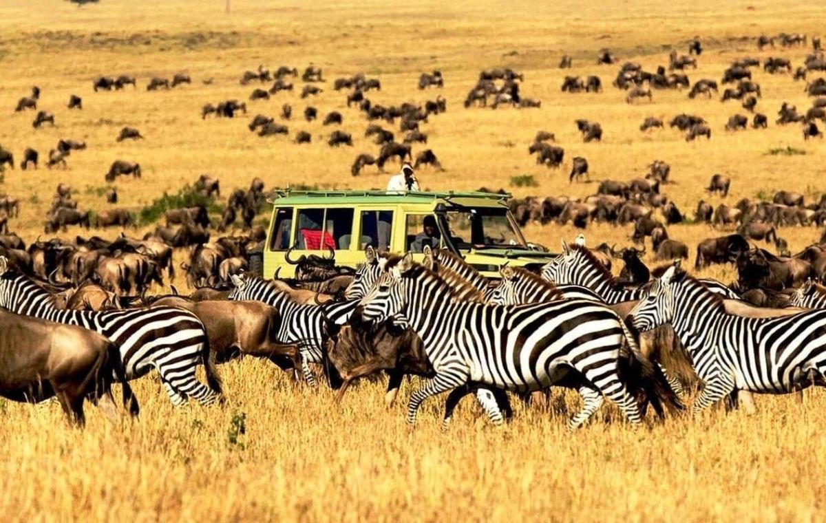 Wildebeest and zebra herd crossing the open plains of the Serengeti National Park during the Great Migration
